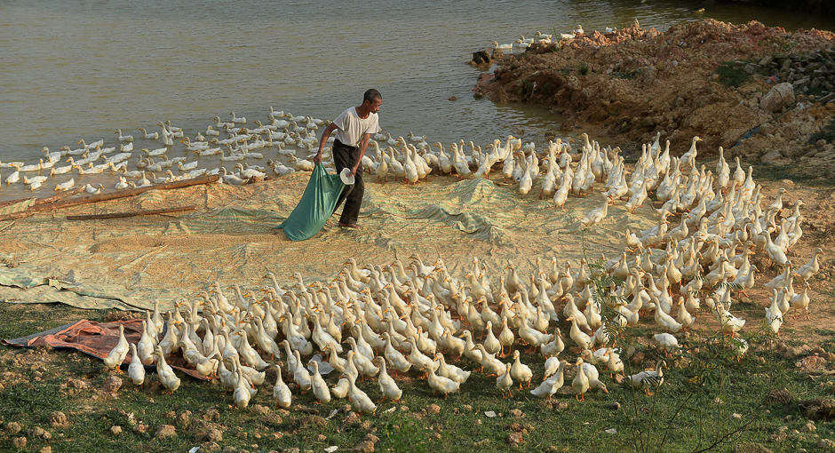 A farmer prepares to feed his ducks on his family farm in the northern province of Bac Ninh. PHOTO: AFP