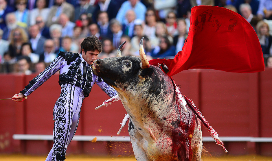 French matador Sebastian Castella performs a pass on a bull during a bullfight at the Maestranza bullring, in Sevilla. PHOTO: AFP