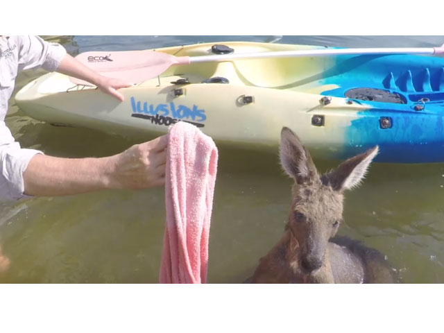 rescuers save kangaroo that fell into canal