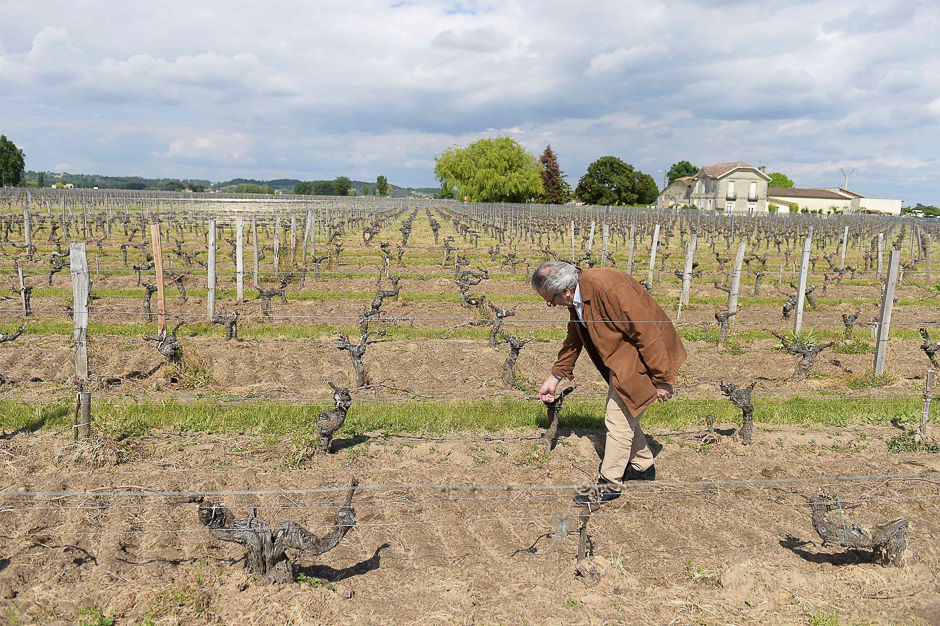 A wine grower checks his vineyards partially destroyed by the frost of late April cold nights on May 3, 2017 in Vignonet, near Saint-Emilion in Bordeaux region. PHOTO: AFP