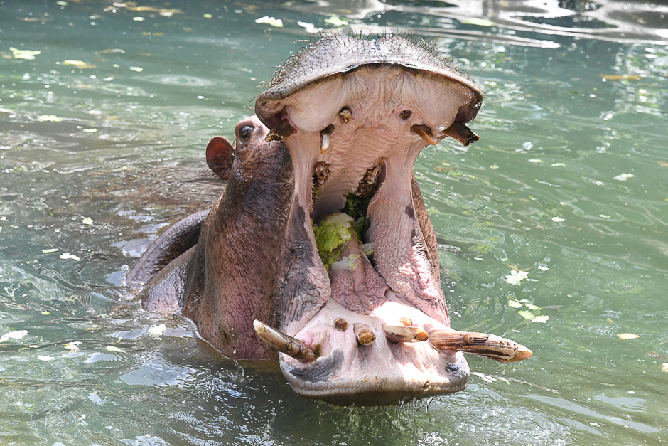 31-year-old hippopotamus 