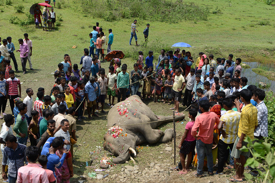 Indian villagers and forestry workers gather around the carcass of an elephant as it lies near railway tracks after being struck by a passenger train at Kiranchandra Tea Garden, some 30kms, from Siliguri. PHOTO: AFP