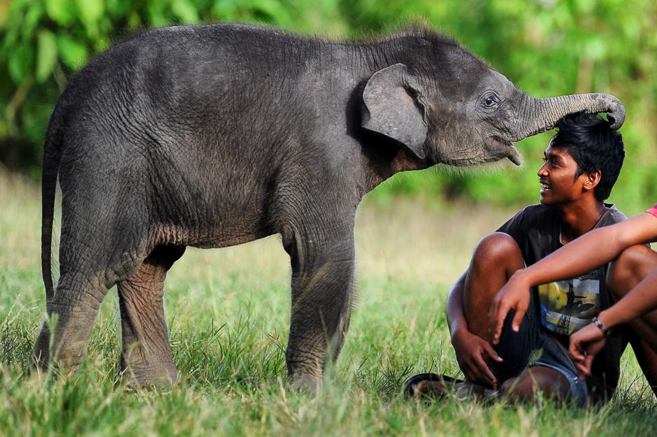 A baby Sumatran elephant playing with a mahout from the Trumon Conservation Response Unit at the Leuser Ecosystem wildlife reservation area in south Aceh district. PHOTO: AFP
