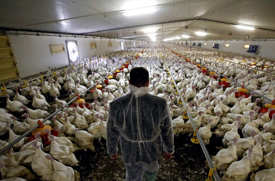 An employee inspects turkeys in an aviary at the Tambov Turkey facility, a joint venture between Russian meat producer Cherkizovo and Spanish agricultural holding company Grupo Fuertes, outside Tambov, Russia. PHOTO: REUTERS