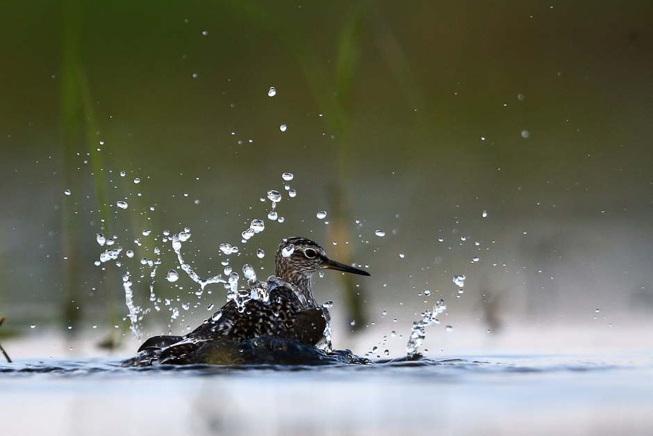 A wood sandpiper bathes on the banks of the Pripyat river, near the town of Turov, Belarus. PHOTO: REUTERS