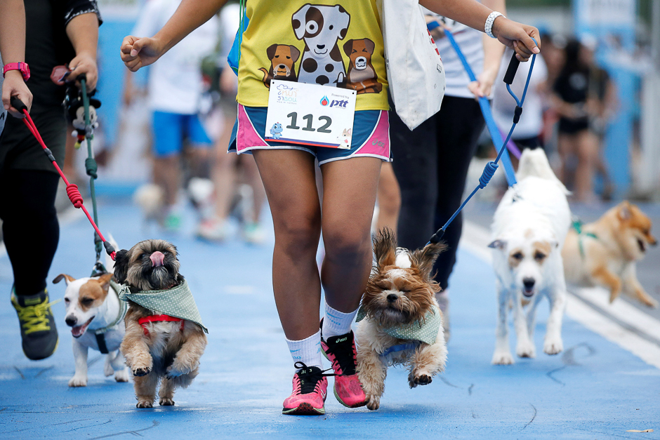 People run with their pets during a mini-marathon for dogs in Bangkok, Thailand. PHOTO: REUTERS