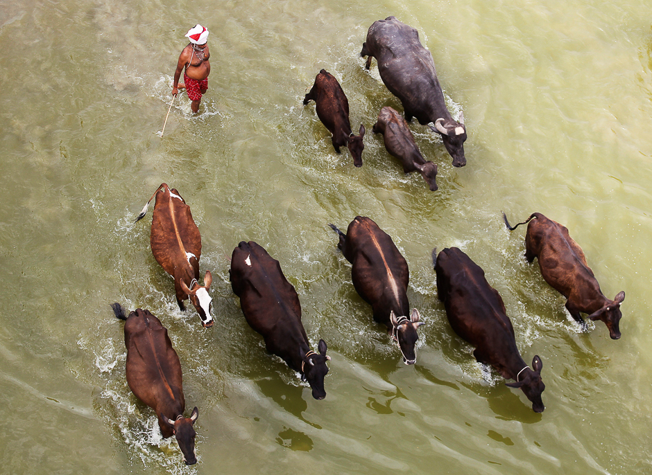 A man herds his cattle in the river Ganga on a hot summer day in Allahabad, India. PHOTO: REUTERS