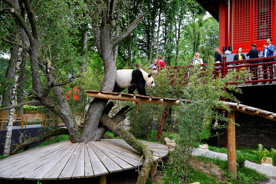 Wu Wen, the female of the two giant pandas, is presented at the Ouwehands Zoo in Rhenen, the Netherlands. PHOTO: REUTERS