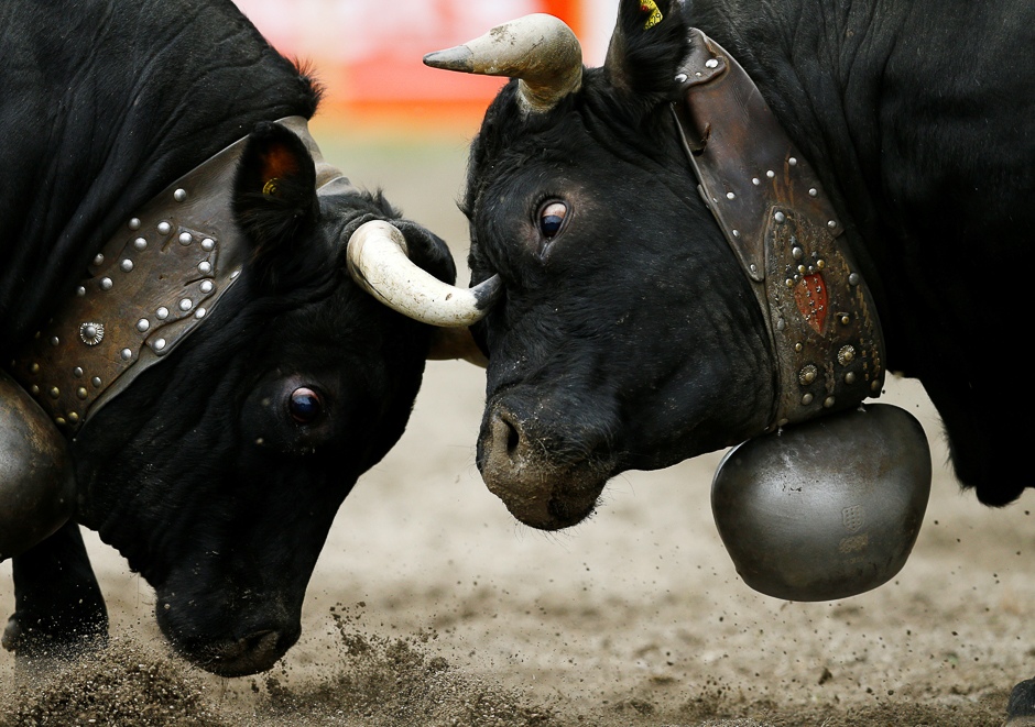 Two Herens cows lock horns during the qualification round of the annual 