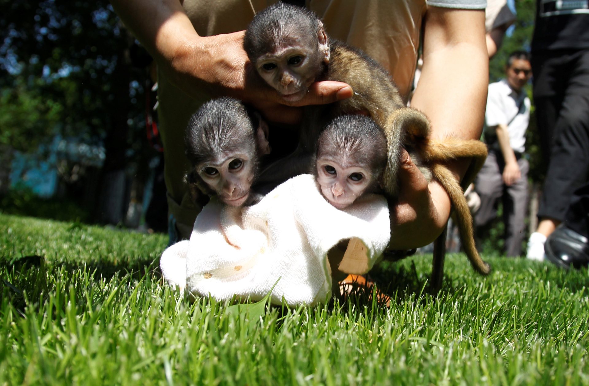 Some newborn Patas monkeys meet the media at a zoo in Zhengzhou, Henan province, Zhengzhou, China. PHOTO: REUTERS