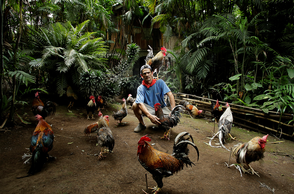 Martin Herrera, 58, who has had a love for roosters since his childhood, and has spent the last 20 years domesticating and training them, poses with his favorite rooster 
