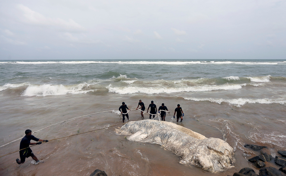 Military officials pull a dead whale out of the sea in Colombo, Sri Lanka. PHOTO: REUTERS