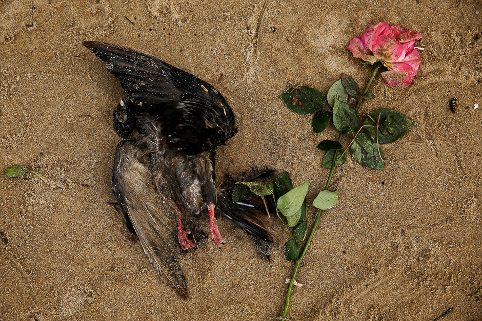 A dead bird lies next to a rose on the bank of the River Thames during low tide in London, Britain. PHOTO: REUTERS