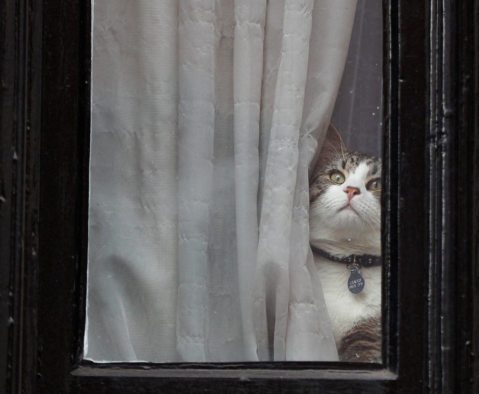 Julian Assange's cat sits at the window of Ecuador's embassy where WikiLeaks founder Julian Assange is taking refuge, in London, Britain. PHOTO: REUTERS