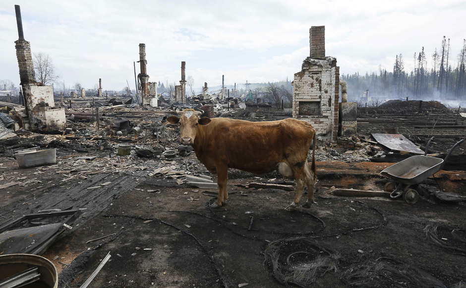 A cow stands amidst the debris of burnt houses after recent wildfires in the Siberian settlement of Strelka, located on the bank of the Angara River in Krasnoyarsk region, Russia. PHOTO: REUTERS