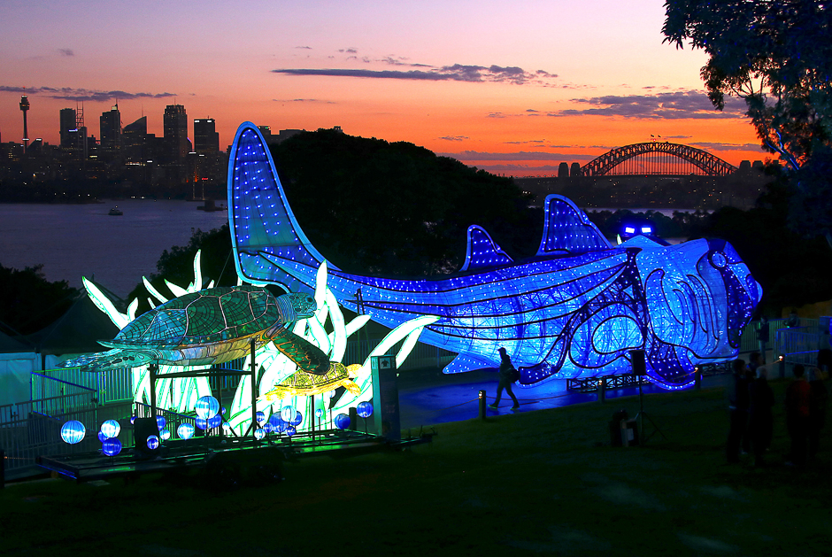 The Sydney Harbour Bridge can be seen behind a visitor at a preview of Taronga Zoo's illuminated endangered animal sculptures walking past the Port Jackson shark and green turtle display at sunset, which is part of Vivid Sydney Festival of Light and Sound, which will begin on May 26 with many of Sydney's landmarks participating in the annual event, in Sydney, Australia. PHOTO: REUTERS
