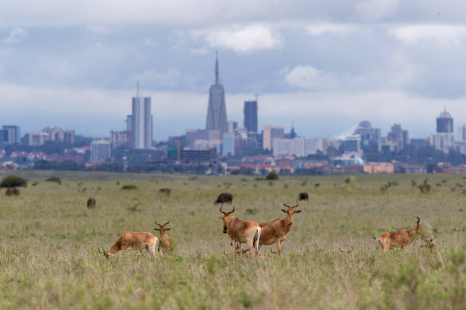 The Nairobi skyline is seen in the background as Hartebeests graze at the Nairobi National Park near Nairobi, Kenya. PHOTO: REUTERS