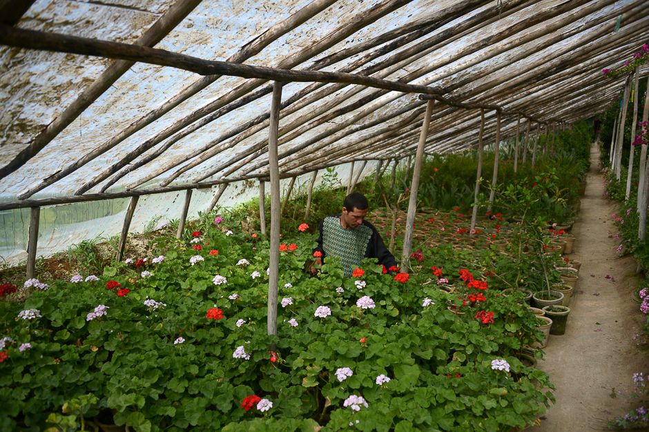 Afghan florist Sa'adullah, 29, works in a nursery on the outskirts of Mazar-i-sharif. International Labour Day is marked annually on May 1. PHOTO: AFP