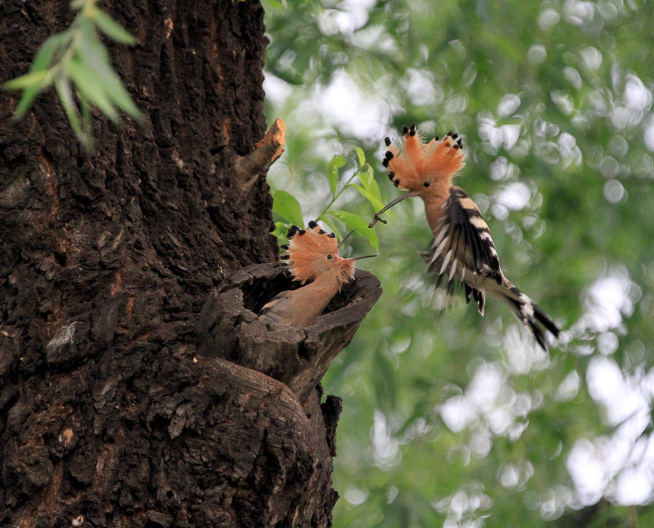 A bird feeds a baby bird at a park in Beijing, China. PHOTO: REUTERS