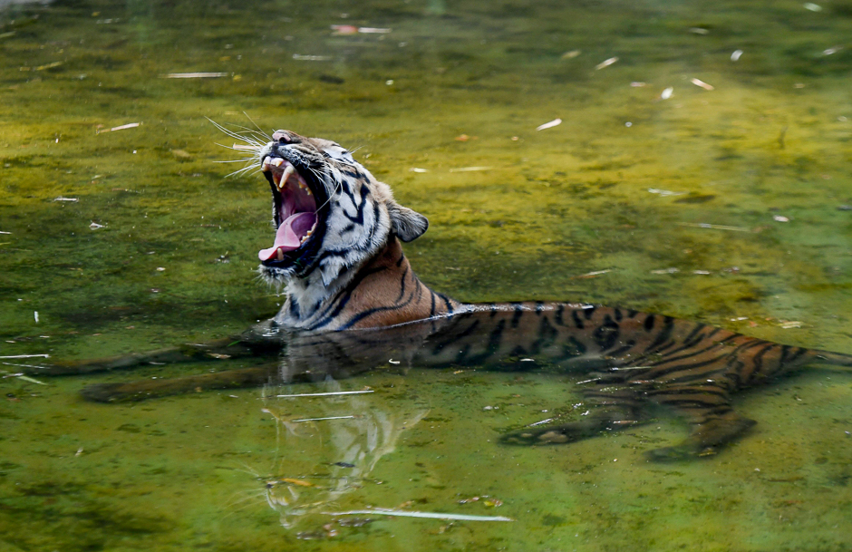 An Indian tiger rests in a pool of water amid rising temperatures at Alipore Zoological Gardens in Kolkata. PHOTO: REUTERS