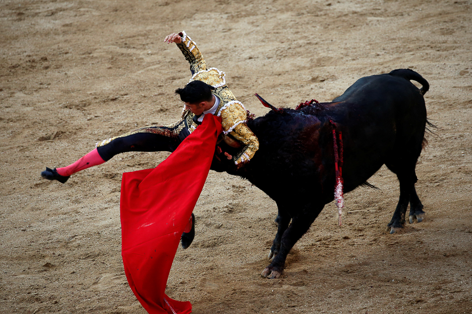 Bullfighter Alejandro Talavante gets gored by a bull during San Isidro's bullfighting fair at Madrid's Las Ventas bullring, Spain. PHOTO: REUTERS