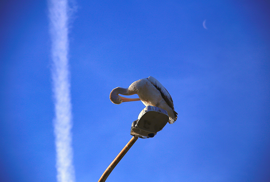 A plane's trail and the moon can be seen behind a Pelican, Australia's largest flying bird, as it cleans itself atop a street light on an Autumn day in the northern beaches suburb of Narrabeen in Sydney, Australia. PHOTO: REUTERS