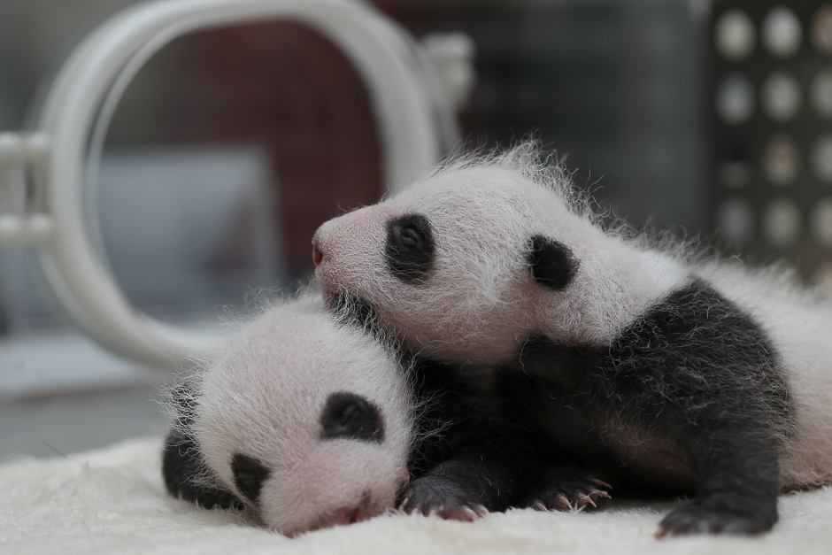 Twin panda cubs, born on April 24 in captivity, are pictured in an incubator at Chengdu Research Base of Giant Panda Breeding in Sichuan province, China. PHOTO: REUTERS