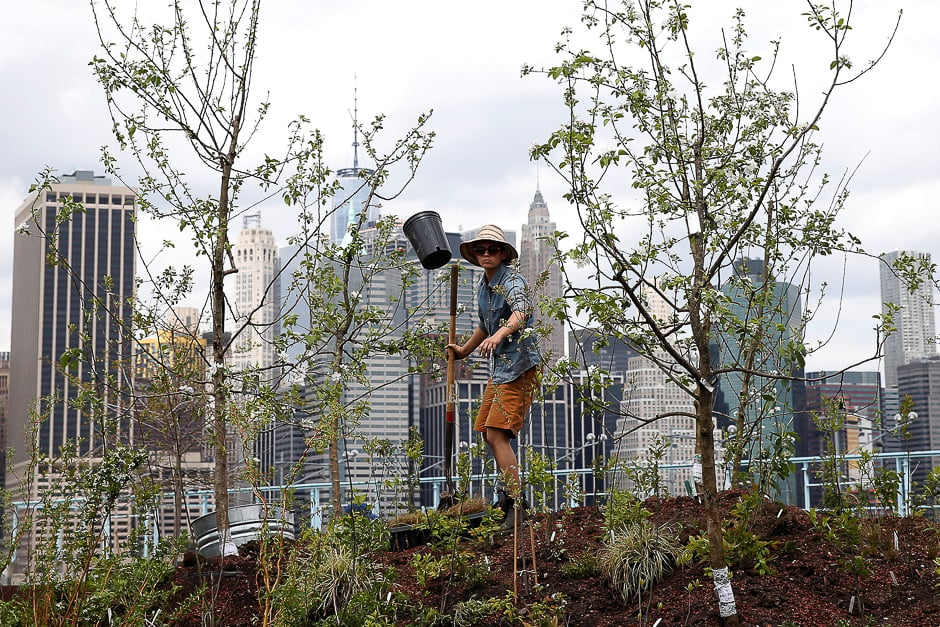 A person works on a floating barge, which is planted with fruit trees, with the Manhattan skyline in the background, as part of the Swale project called a collaborative floating forest, in the East River in the Brooklyn borough of New York, US. PHOTO: REUTERS