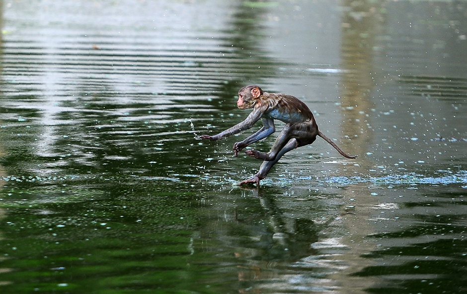 A monkey leaps into a pond on a hot day in Allahabad. According to local reports temperatures have soared in the northern Indian city to 47.28 Celsius. PHOTO: AFP