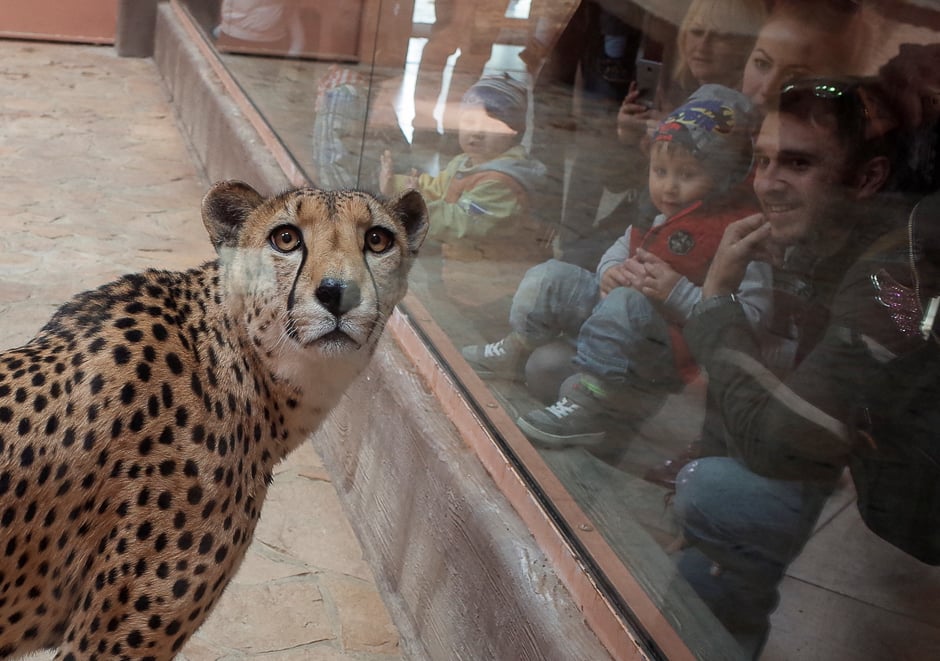 Visitors look at a cheetah, in a private zoo called 