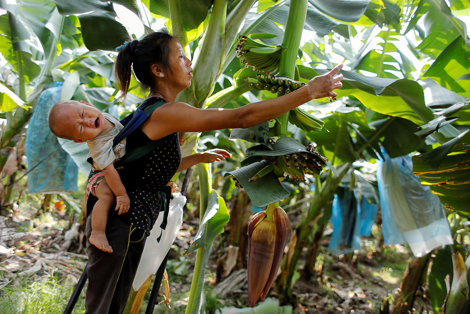 On Keo Wa, 25, carries her 9-month-old baby while working at a banana plantation operated by a Chinese company in the province of Bokeo in Laos. PHOTO: REUTERS