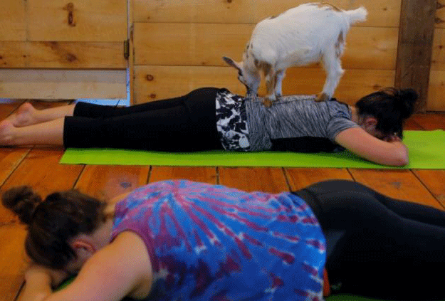 A goat licks Julia Lewis during a yoga class with eight students and five goats at Jenness Farm in Nottingham, New Hampshire, US, May 18, 2017. Picture taken May 18, 2017. PHOTO: REUTERS