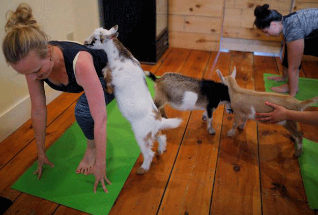 A goat climbs on instructor Janine Bibeau, from Peace, Love and Applesauce, during a yoga class with eight students and five goats at Jenness Farm in Nottingham, New Hampshire, US, May 18, 2017. PHOTO: REUTERS