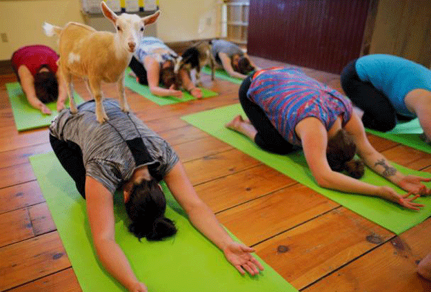 A goat climbs on Kylie Kennedy during a yoga class with eight students and five goats at Jenness Farm in Nottingham, New Hampshire, US, May 18, 2017. Picture taken May 18, 2017. PHOTO: REUTERS