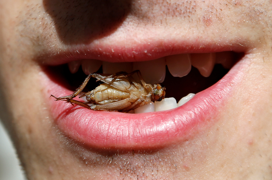 A worker poses with a cricket between his teeth at a farm belonging to company 