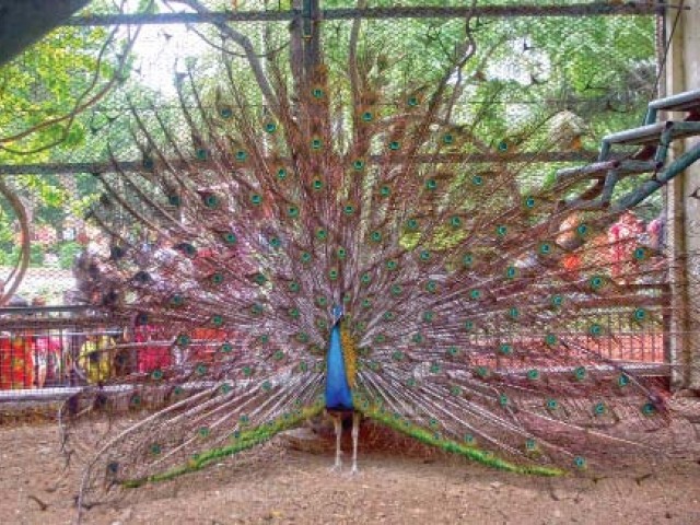 Indian judge claims peacocks don't have sex, swallow tears ...