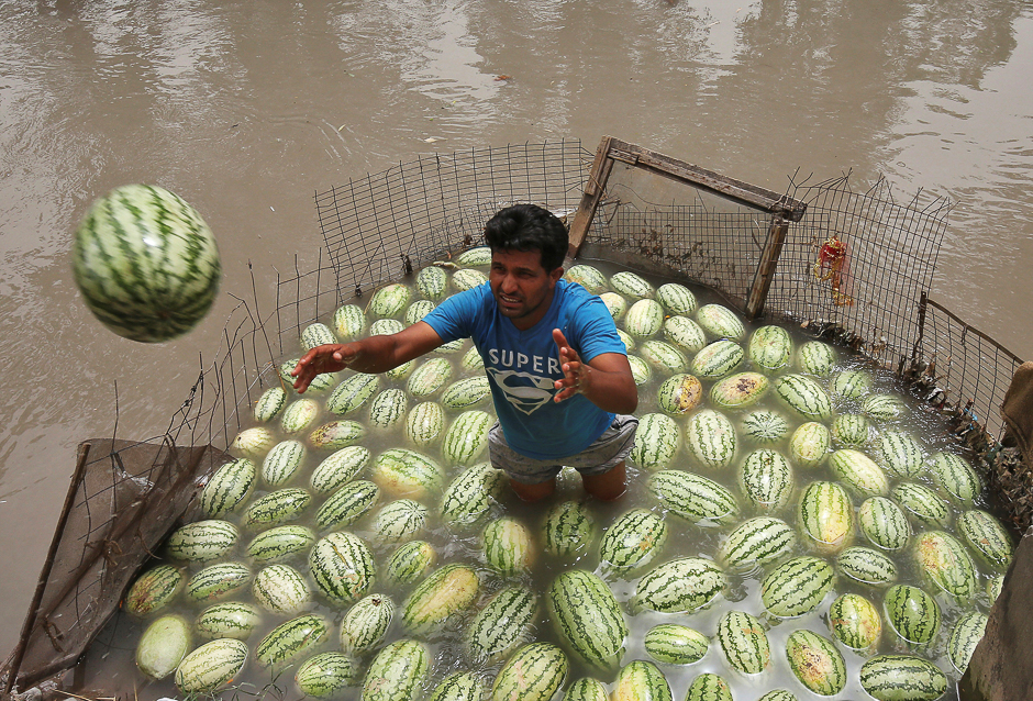 A vendor throws a watermelon that was kept in the waters of a canal to keep the melons cool, towards a customer on a hot summer day in Jammu. PHOTO: REUTERS