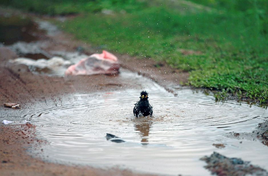 A bird bathes in a mod puddle as a plastic bag is seen side of a road on a wet day in Colombo, Sri Lanka. PHOTO: REUTERS