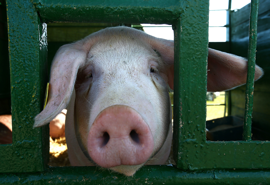 A pig is seen at the International agriculture exhibition 