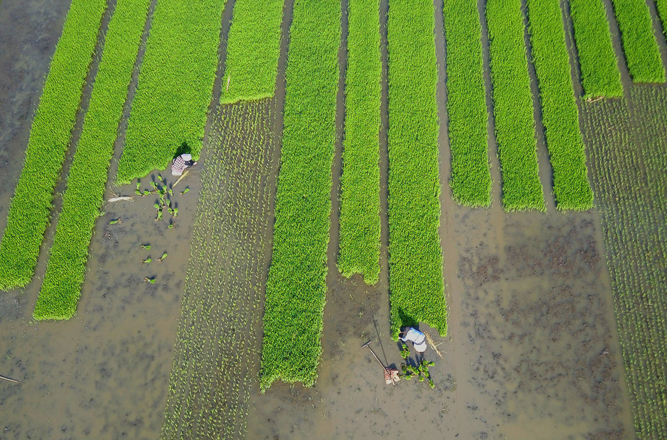 Villagers plant rice in a field in Lianyungang, in China's eastern Jiangsu province. PHOTO: AFP