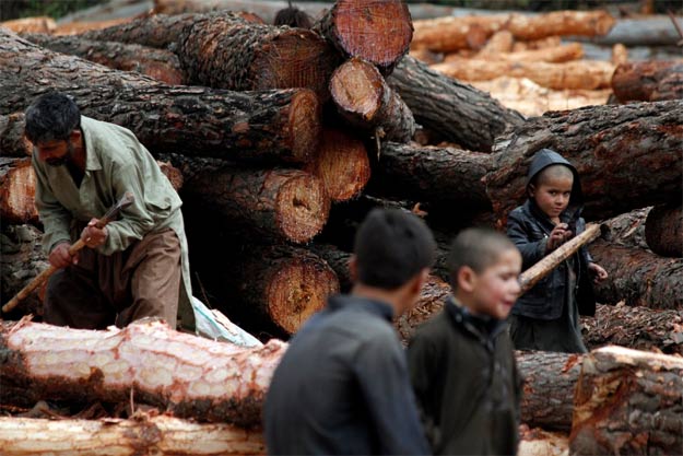 Men busy cutting pine trees in Abbottabad. PHOTO: COURTESY: Sultan Dogar