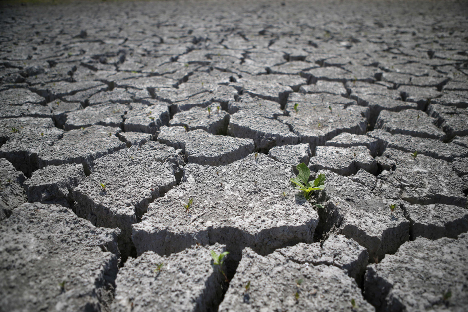 A dry field on in Bastelicaccia, few kilometers from Ajaccio, on the French Mediterranean island of Corsica. PHOTO: AFP