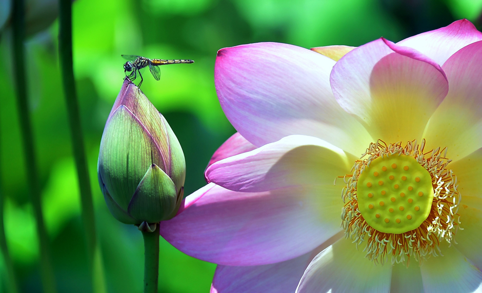 A dragonfly lands atop an unopened Lotus flower  near full bloom at Echo Park Lake in Los Angeles, California. PHOTO: AFP