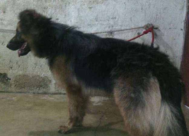 man arrested in karachi for selling stray dogs painted to look like expensive breeds