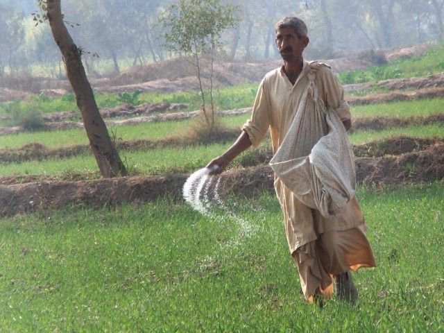 fertiliser prices in pakistan are generally set at subsidised rates by the government in accordance with similar policies of regional countries photo express