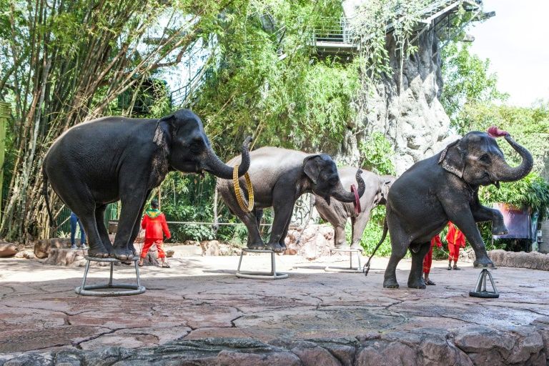 a multi million dollar tourist elephant industry has flourished across asia in recent decades where thousands of the giant beasts are kept in chains forced to give rides to tourists and perform in circus shows photo afp