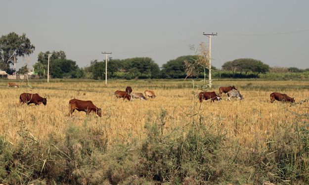 around three to four spells every 15 to 20 days are needed throughout august for agriculture in the district to thrive photo file