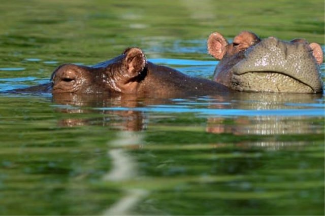 file photo of hippos photo afp