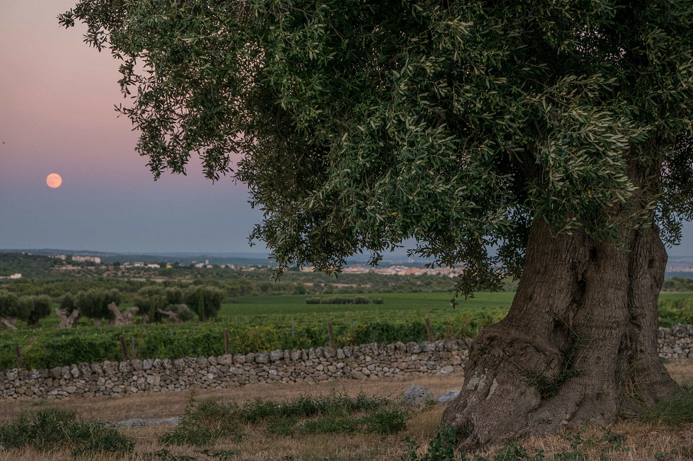 an 850 year old olive tree photo reuters