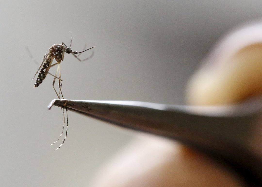 tech companies wage war on disease carrying mosquitoes